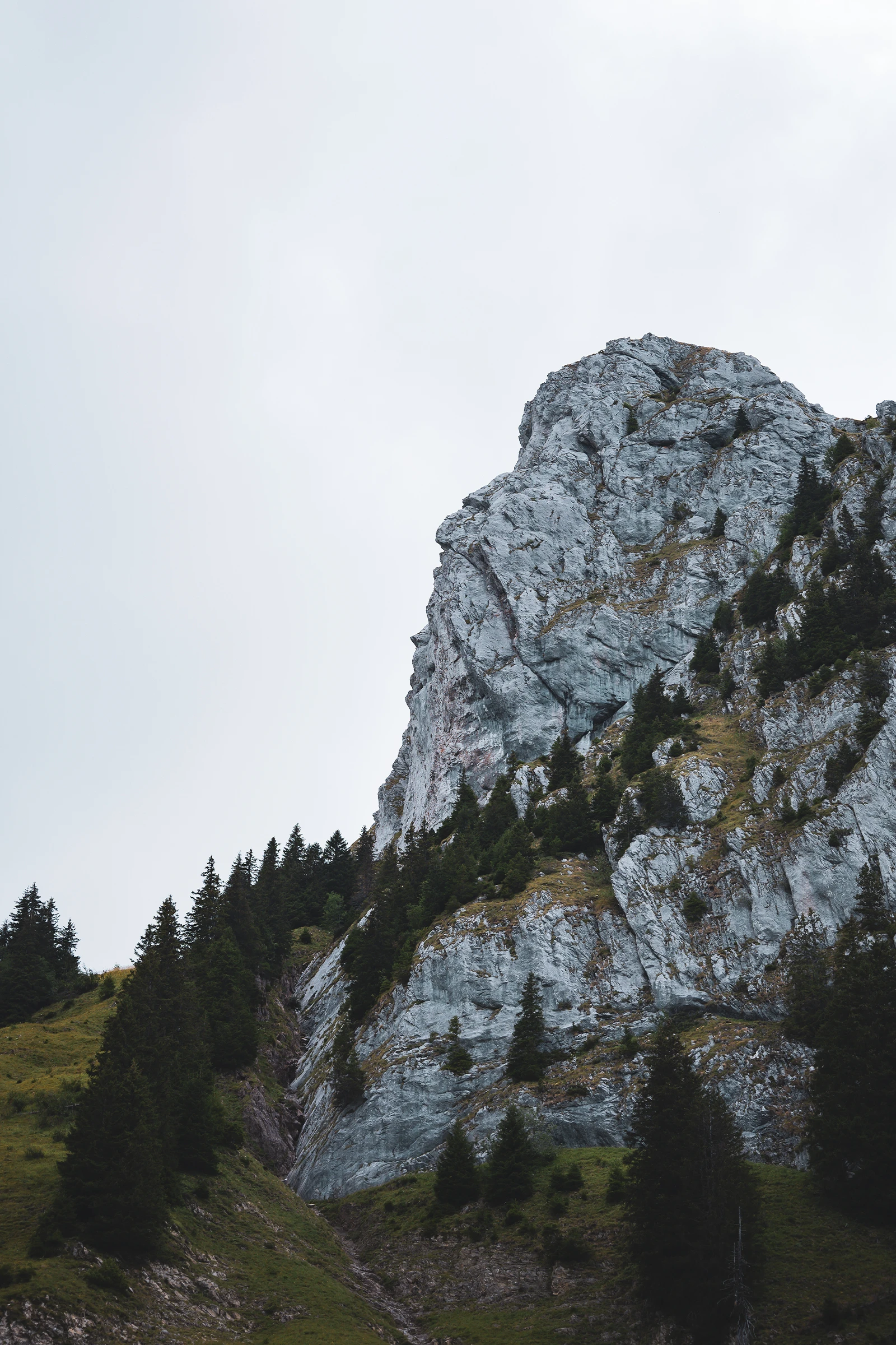 Alpes | Entre roche et sapins — photographie de Mathieu Alaux